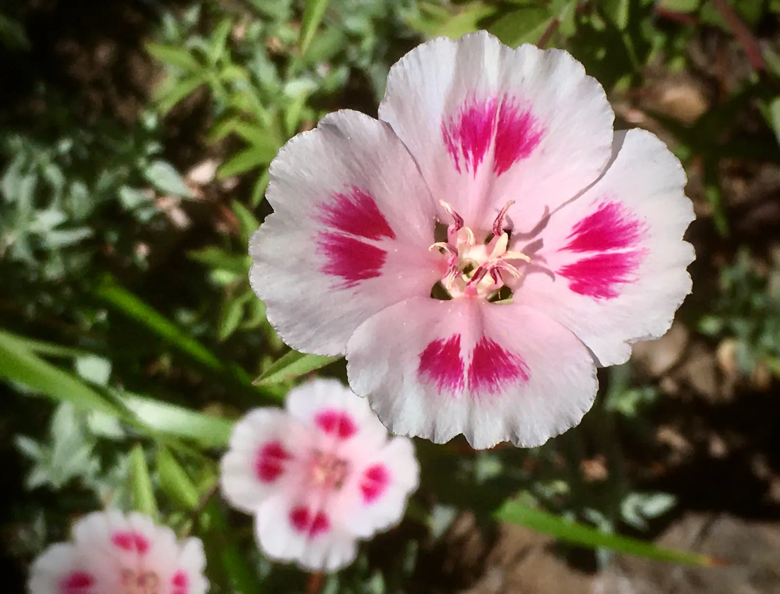 Farewell-To-Spring (Clarkia Amoena) — With a hardiness in USDA zones 3 through 9