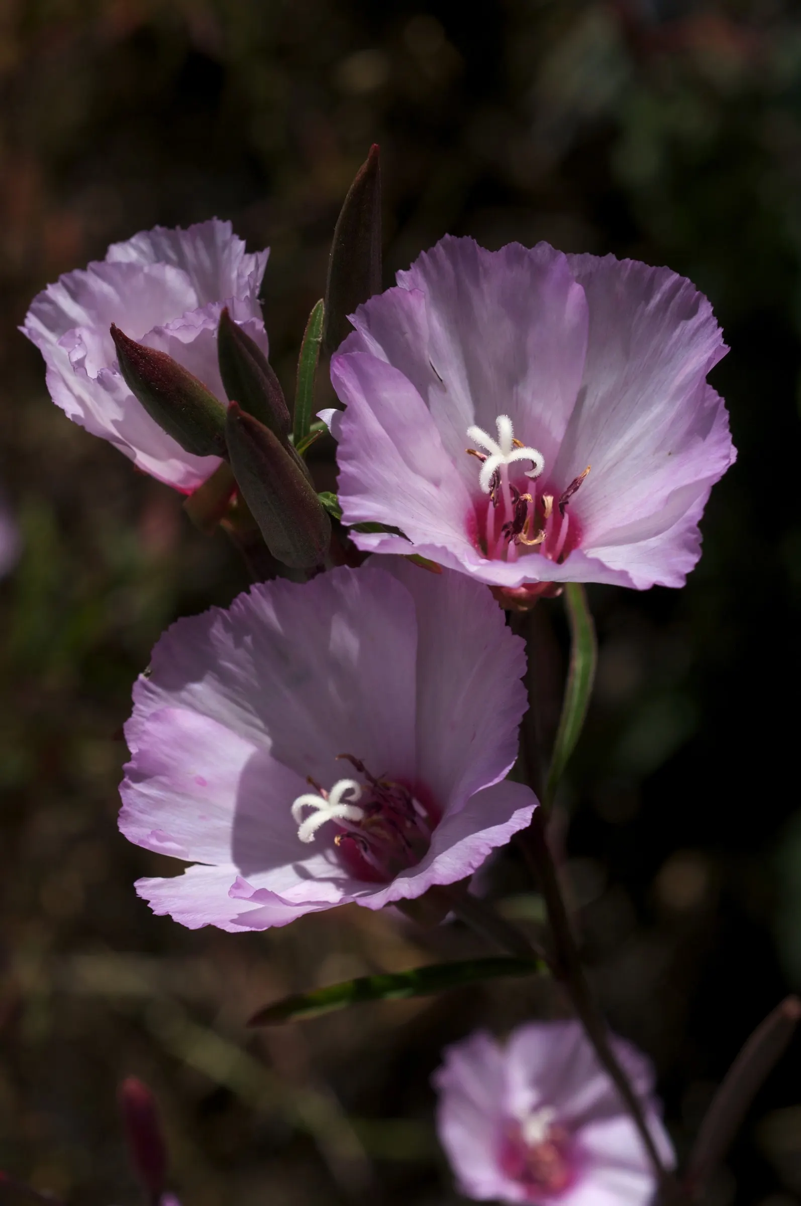 Farewell-To-Spring (Clarkia Amoena) — With a hardiness in USDA zones 3 through 9; annual / ground cover with pink blooms, image 60