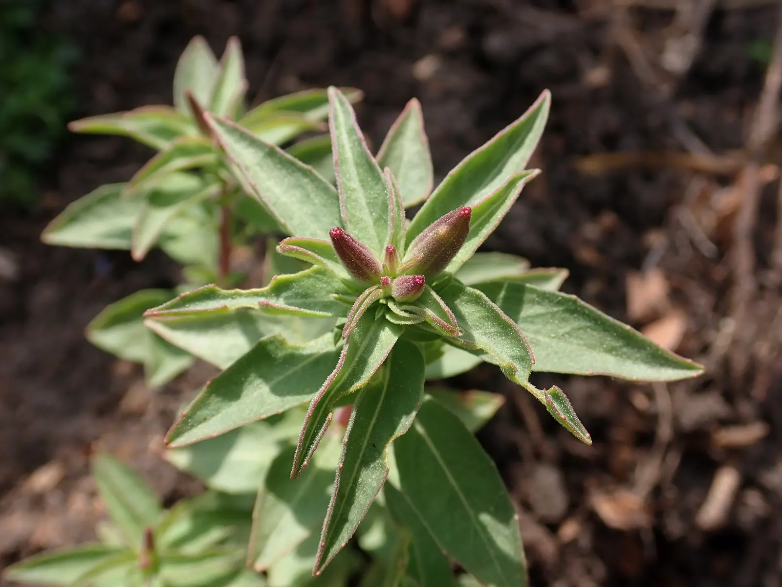 Farewell-To-Spring (Clarkia Amoena) — providing a stunning contrast against the pale green to grayish-green foliage; with a hardiness in USDA zones, image 53