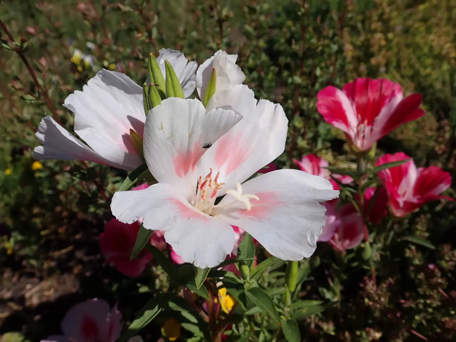 Farewell-To-Spring (Clarkia Amoena) — Prefers well-drained soils and moderate watering; the blooms measure about 1 to 3 inches in diameter and are borne on