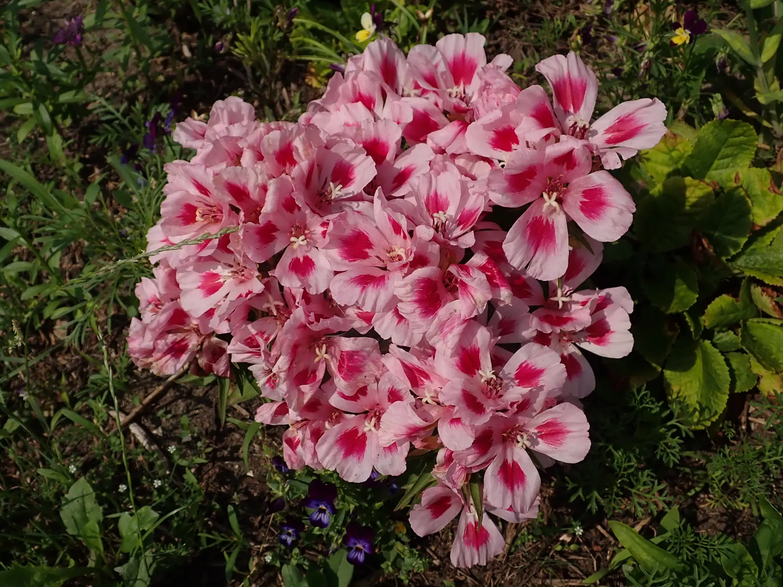 Farewell-To-Spring (Clarkia Amoena) — slender stems that gently sway in the breeze.<br><br>For optimal growth