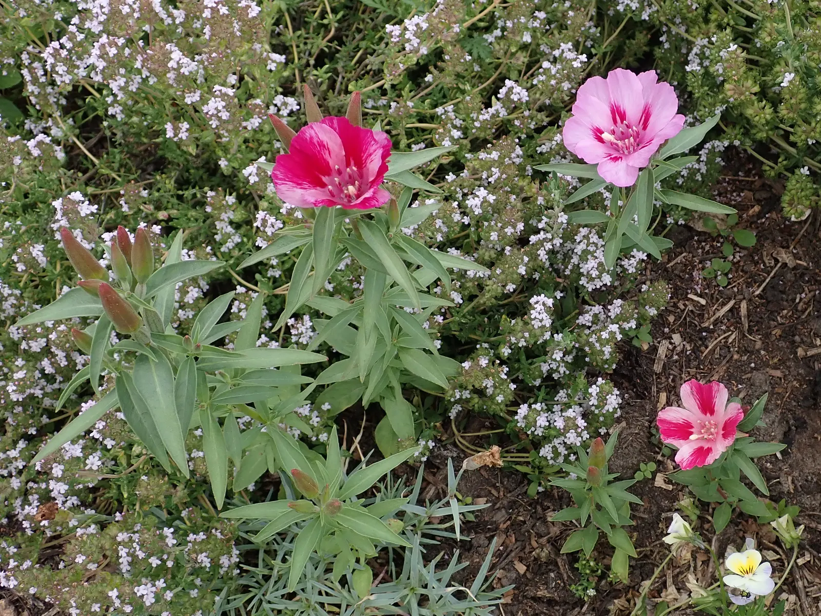 Farewell-To-Spring (Clarkia Amoena) — annual / ground cover for full or half