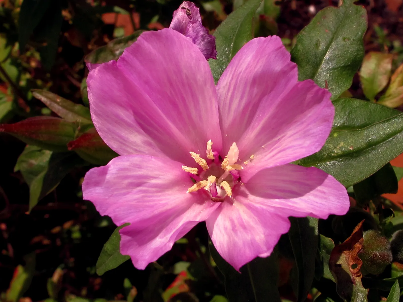 Farewell-To-Spring (Clarkia Amoena) — For continuity in design, consider pairing it with similarly drought-tolerant and sun-loving species