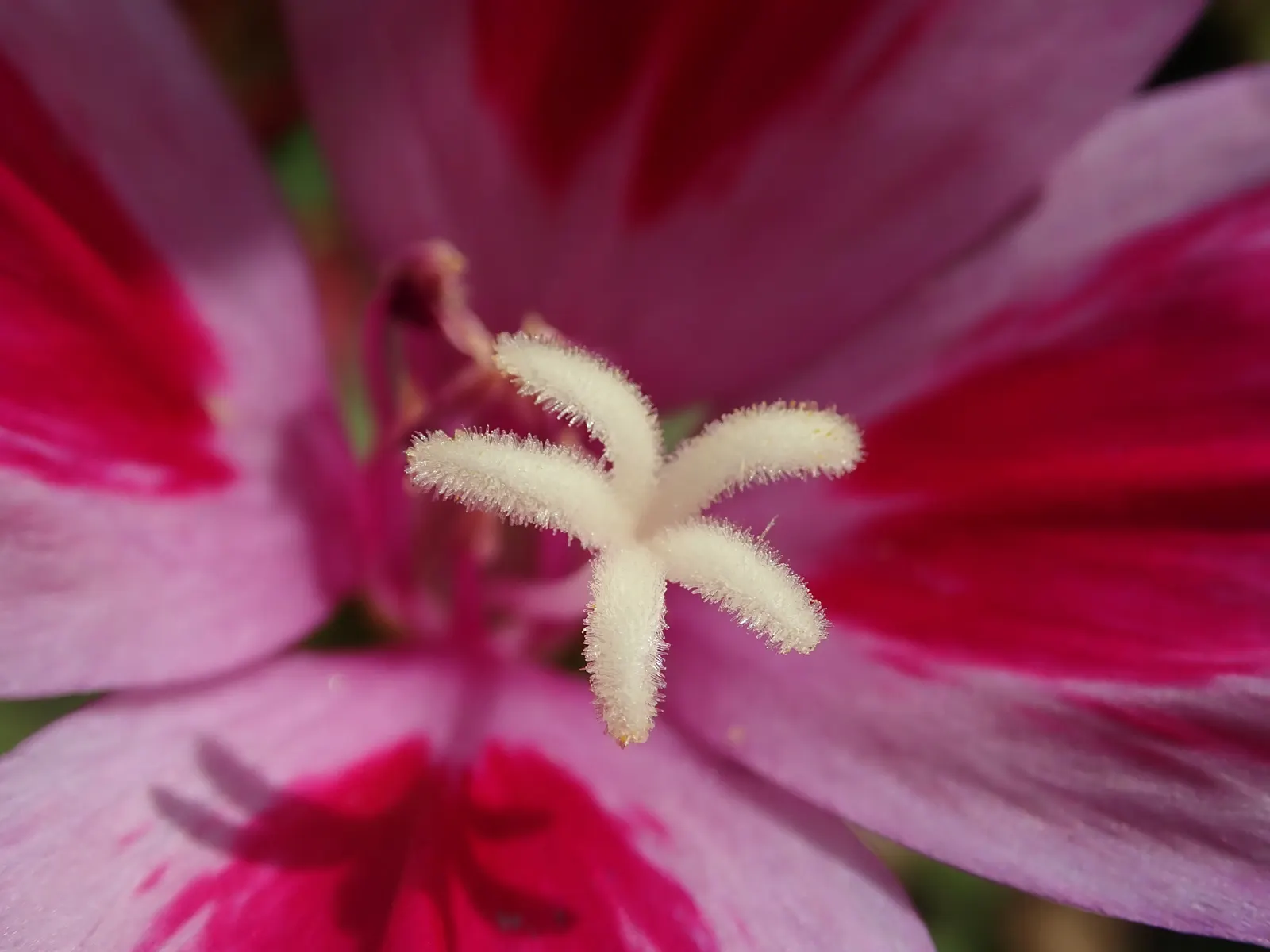 Farewell-To-Spring (Clarkia Amoena) — Farewell-To-Spring, or Clarkia amoena, is a captivating wildflower native to the western United States; its late spring
