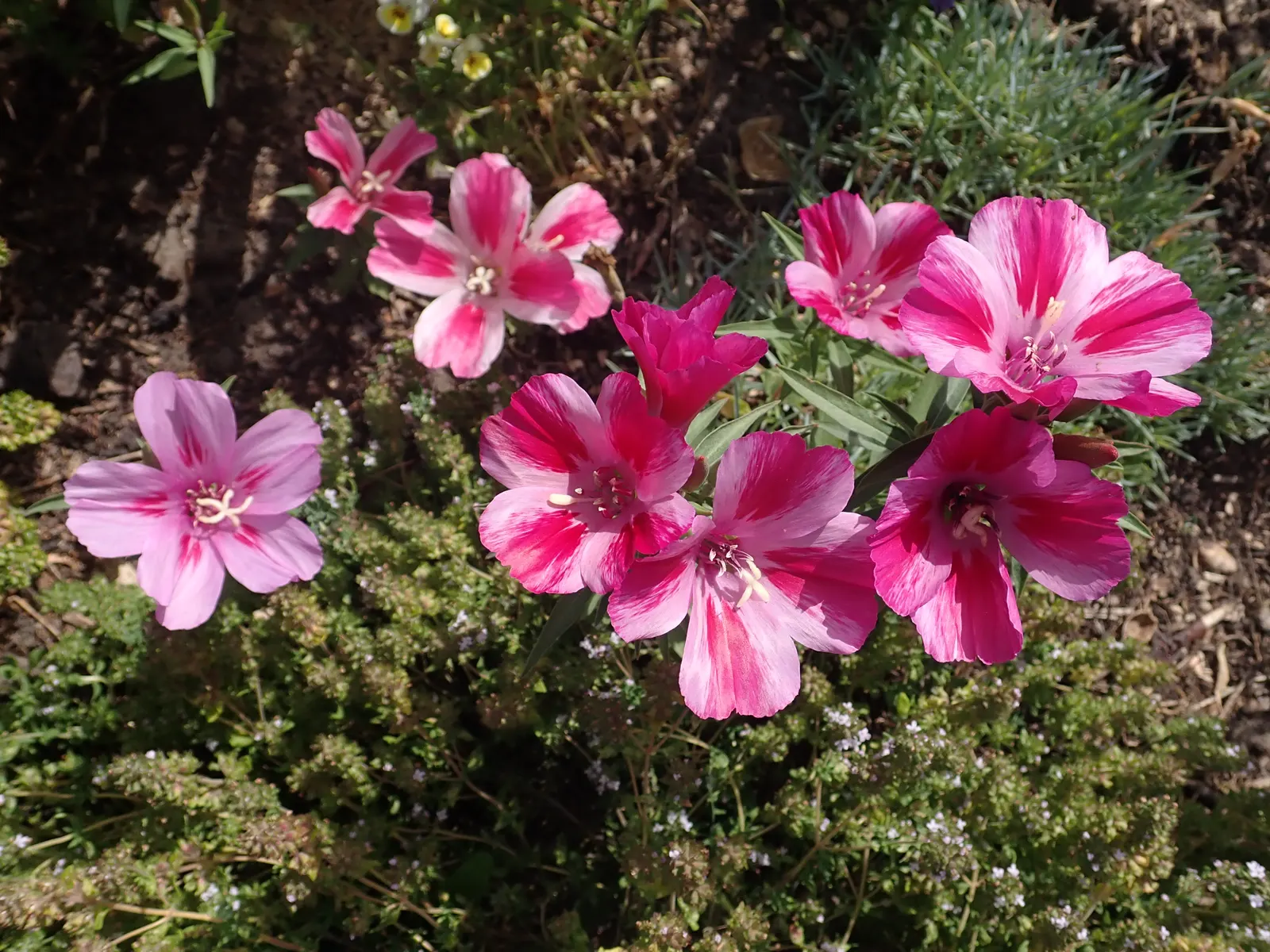 Farewell-To-Spring (Clarkia Amoena) — Prefers well-drained soils and moderate watering; the blooms measure about 1 to 3 inches in diameter and are, image 49