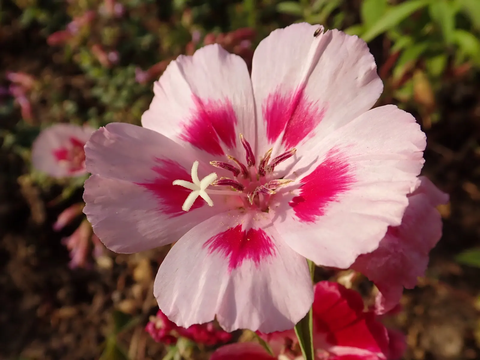 Farewell-To-Spring (Clarkia Amoena) — Clarkia amoena prefers well-drained soil and thrives in full to partial sunlight