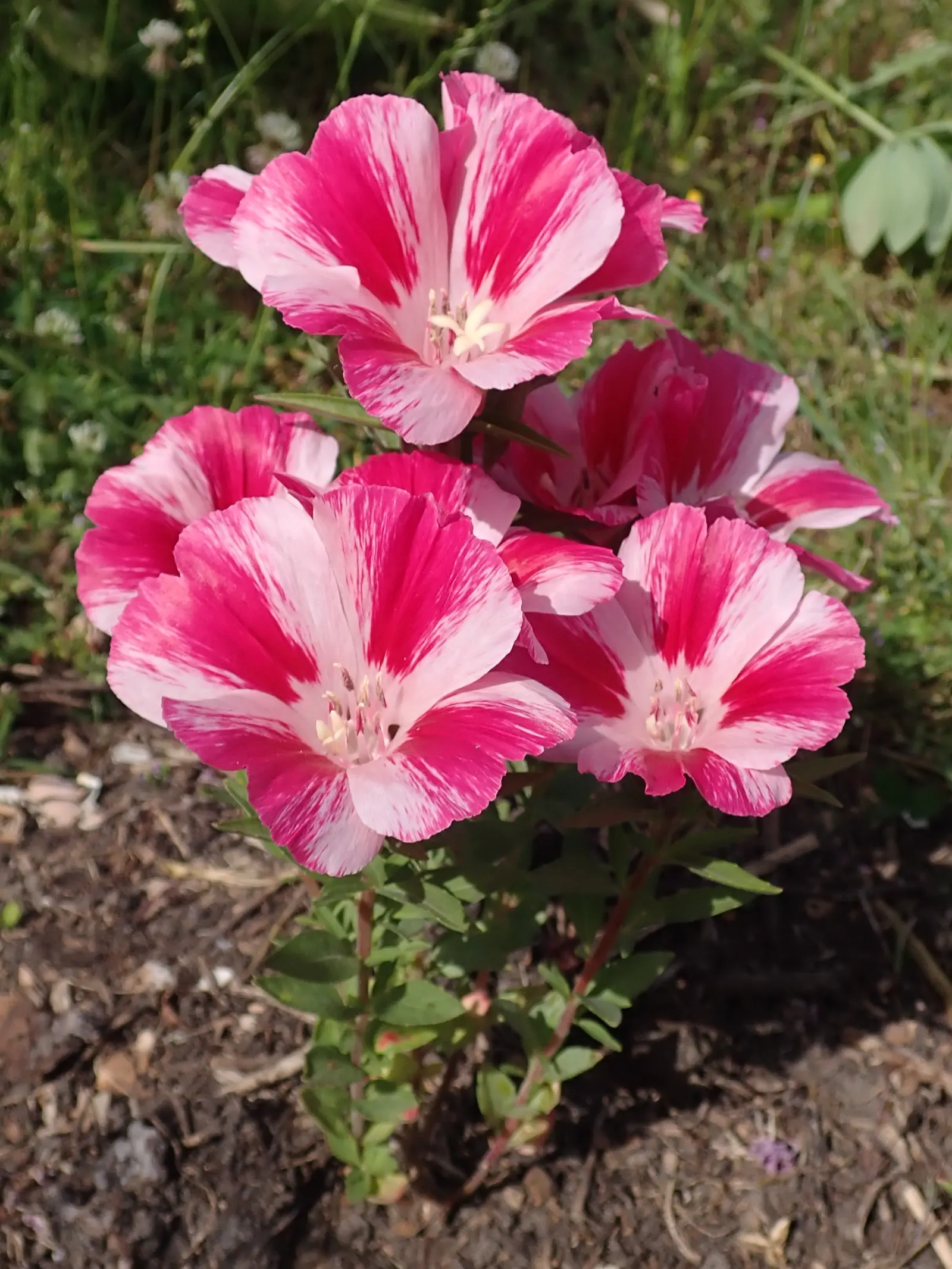Farewell-To-Spring (Clarkia Amoena) — needing approximately 6 to 8 hours of sun exposure daily; annual / ground cover for full or half, image 57