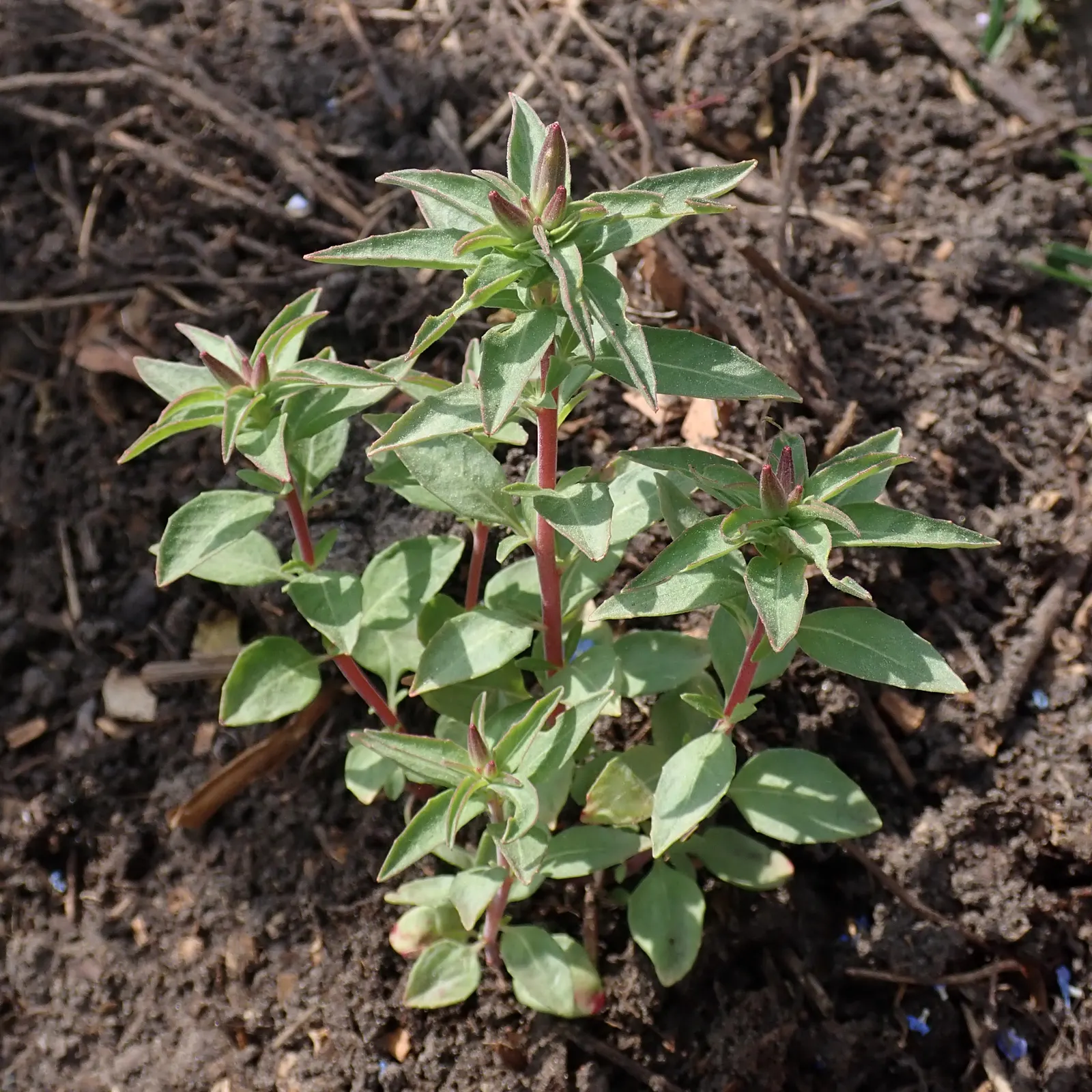 Farewell-To-Spring (Clarkia Amoena) — pink flowers in the garden
