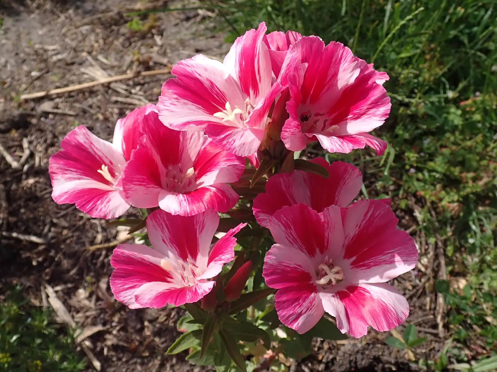 Farewell-To-Spring (Clarkia Amoena) — needing approximately 6 to 8 hours of sun exposure daily
