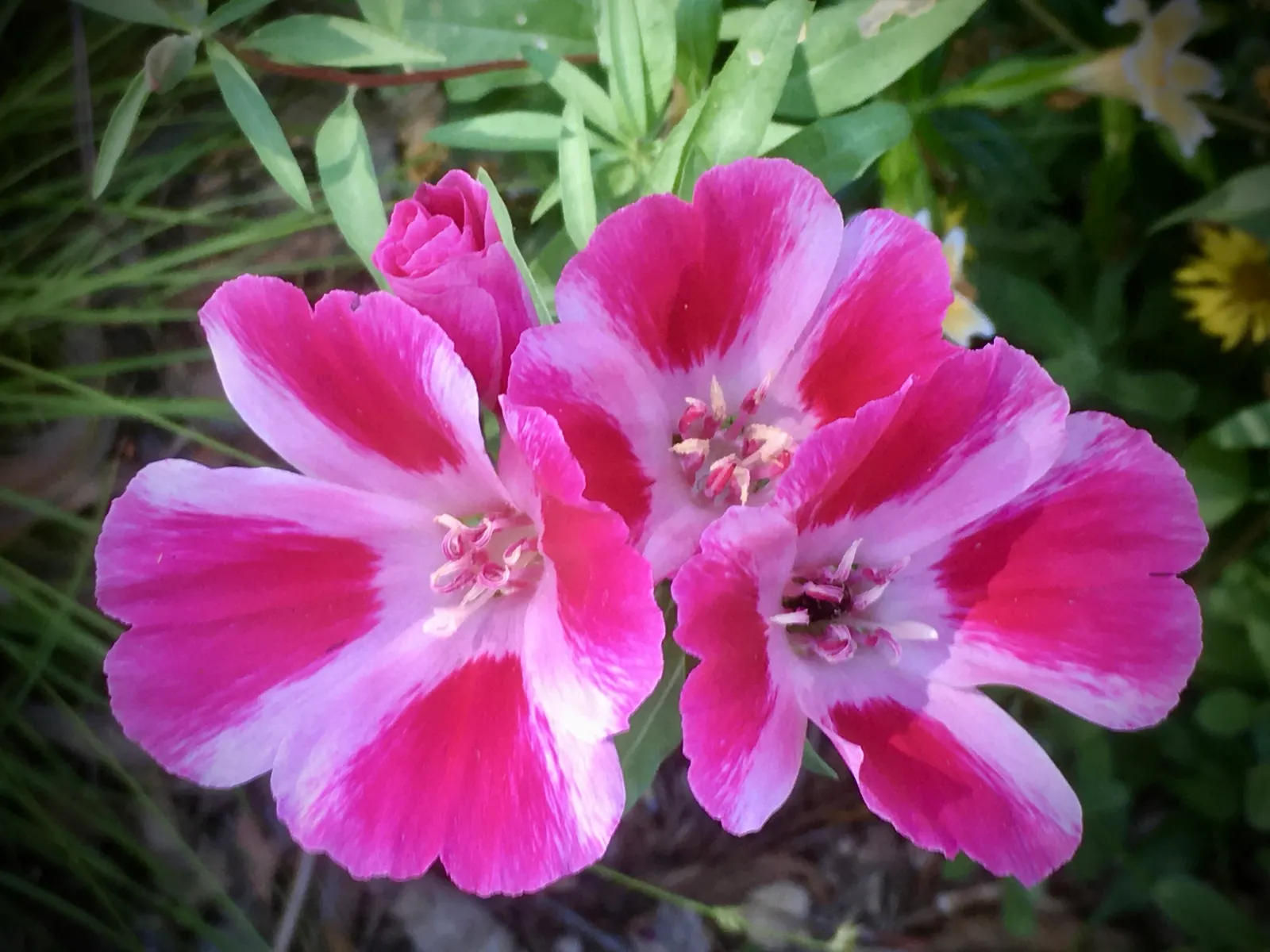 Farewell-To-Spring (Clarkia Amoena) — It is tolerant of dry conditions once established; this delightful plant typically reaches heights of 1 to 3 feet and