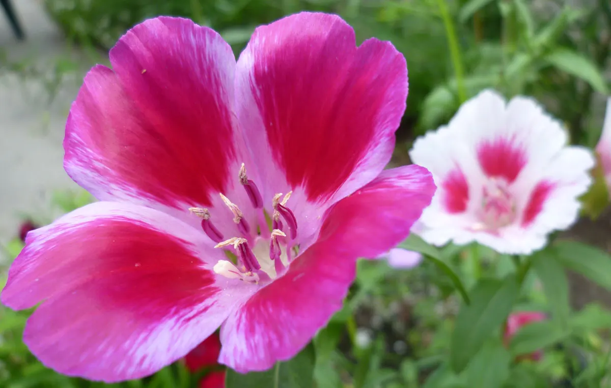 Farewell-To-Spring (Clarkia Amoena) — Its late spring to early summer flowers provide a vibrant display, ideal for borders or wildflower gardens