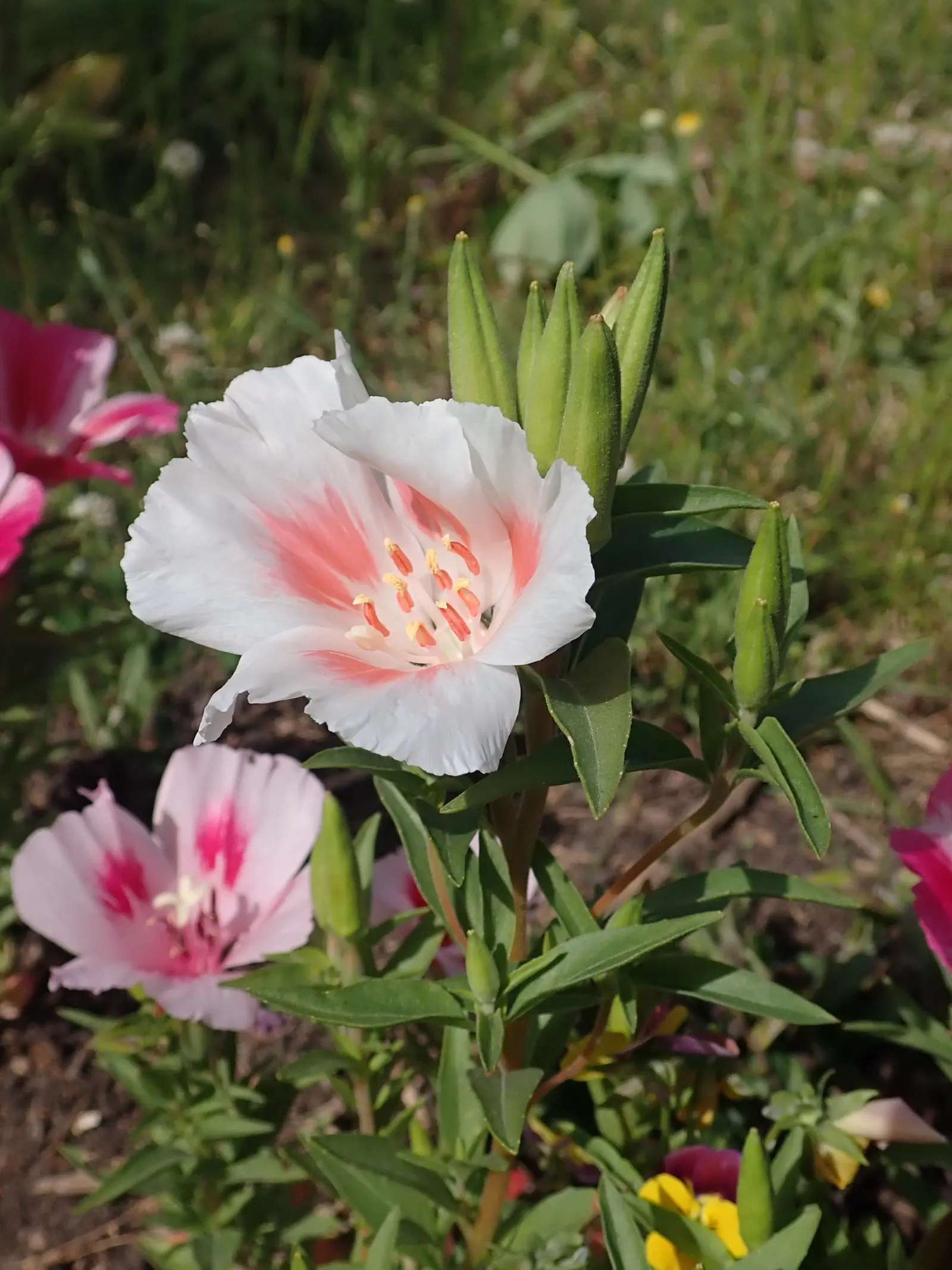 Farewell-To-Spring (Clarkia Amoena) — this plant also has the versatility to adapt to a variety of climates.<br><br>Ideal for cottage gardens; native to the