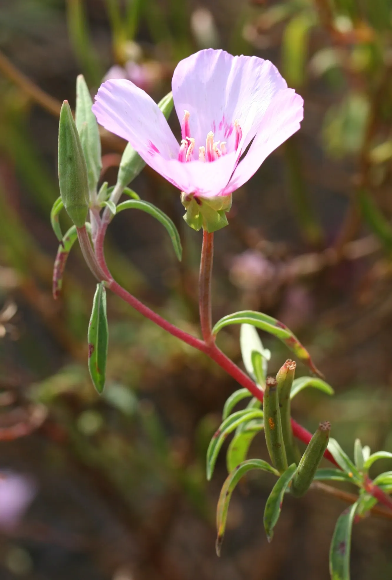 Farewell-To-Spring (Clarkia Amoena) — each with a distinctive reddish-pink blotch at the base