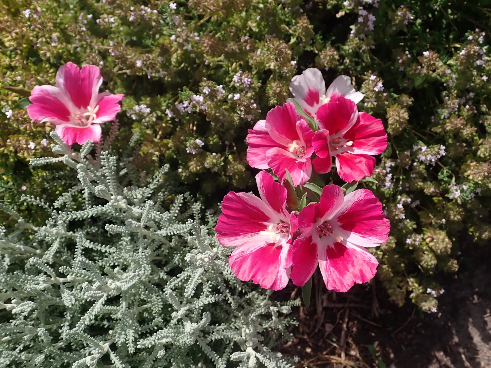Farewell-To-Spring (Clarkia Amoena) — This annual reaches 1-3 feet in height with a spread of up to 1 foot; or as a vibrant edge for borders, image 47