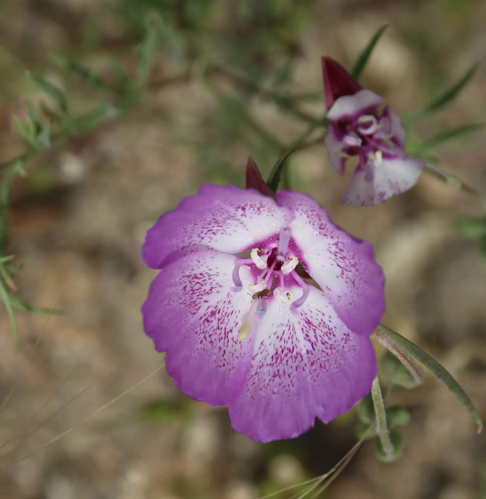 Farewell-To-Spring (Clarkia Amoena) — The blooms measure about 1 to 3 inches in diameter and are borne on erect; farewell-To-Spring, or Clarkia amoena, is a