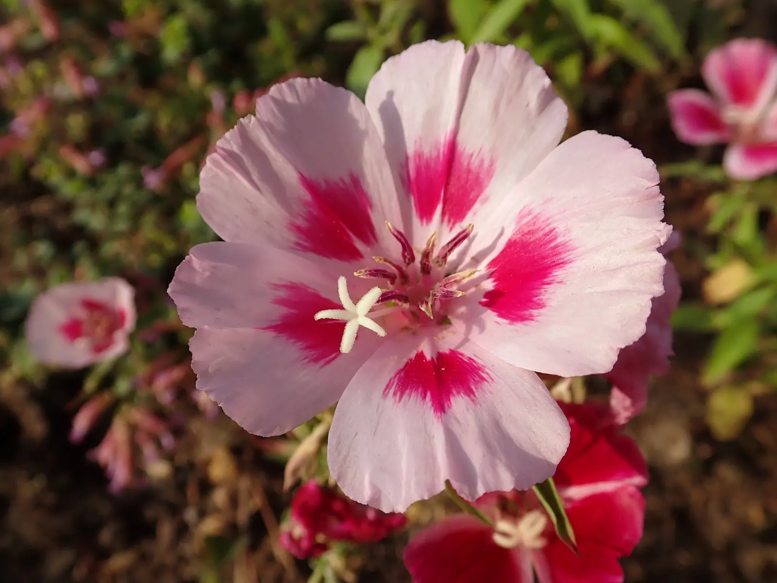 Farewell-To-Spring (Clarkia Amoena) — annual / ground cover with pink blooms