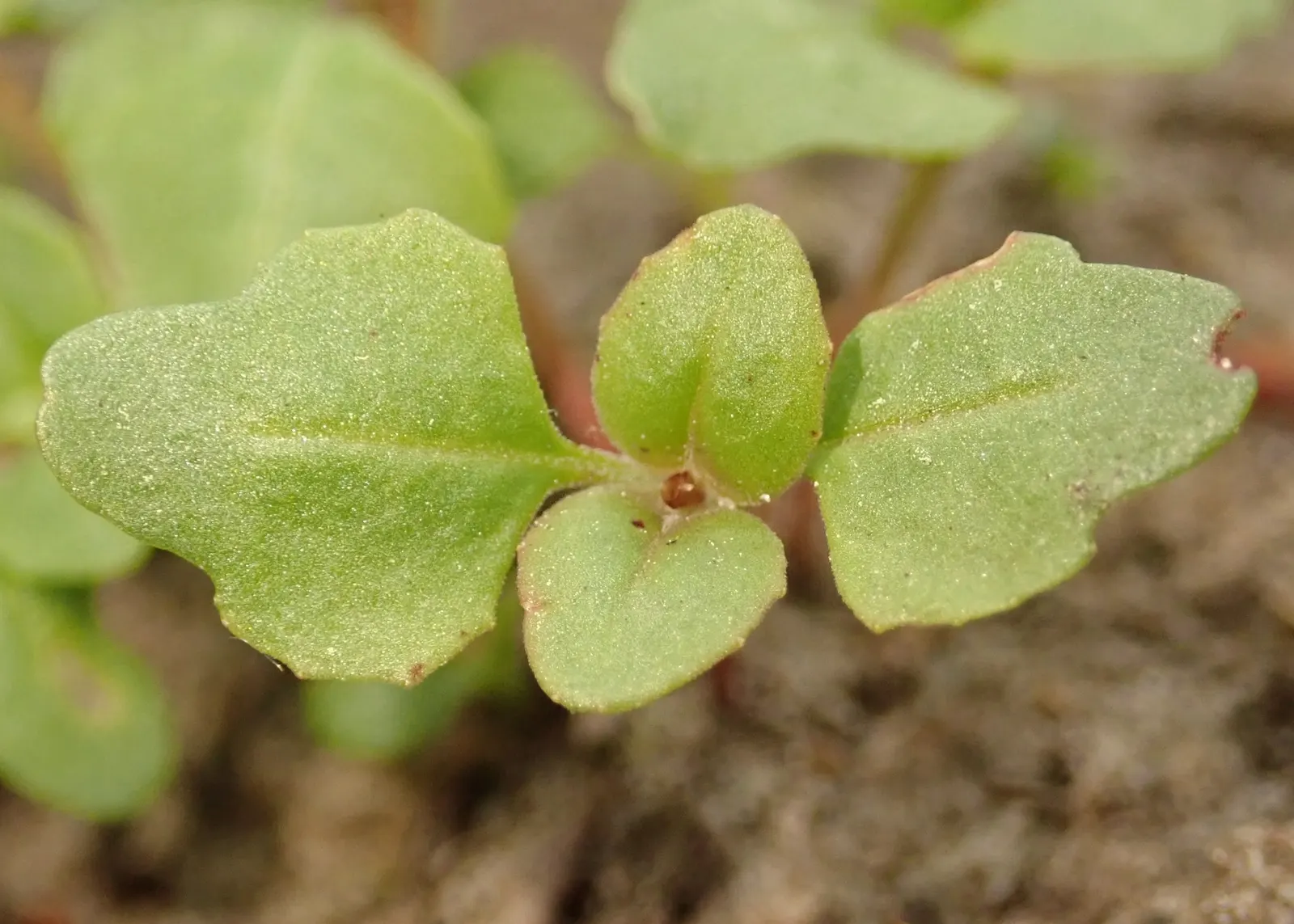 Farewell-To-Spring (Clarkia Amoena) — each with a distinctive reddish-pink blotch at the base; providing a stunning contrast against the pale green, image 52