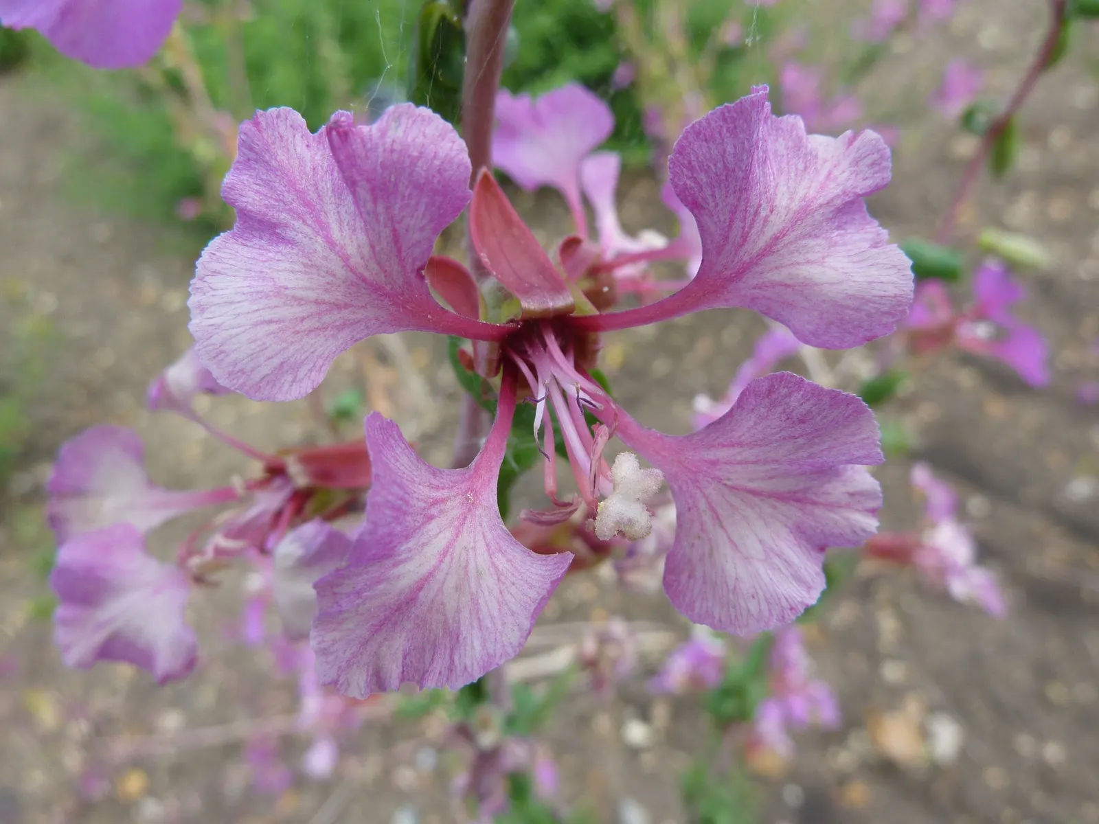 Farewell-To-Spring (Clarkia Amoena) — making it a suitable choice for low-water landscapes or drought-prone regions; it is tolerant of dry, image 59