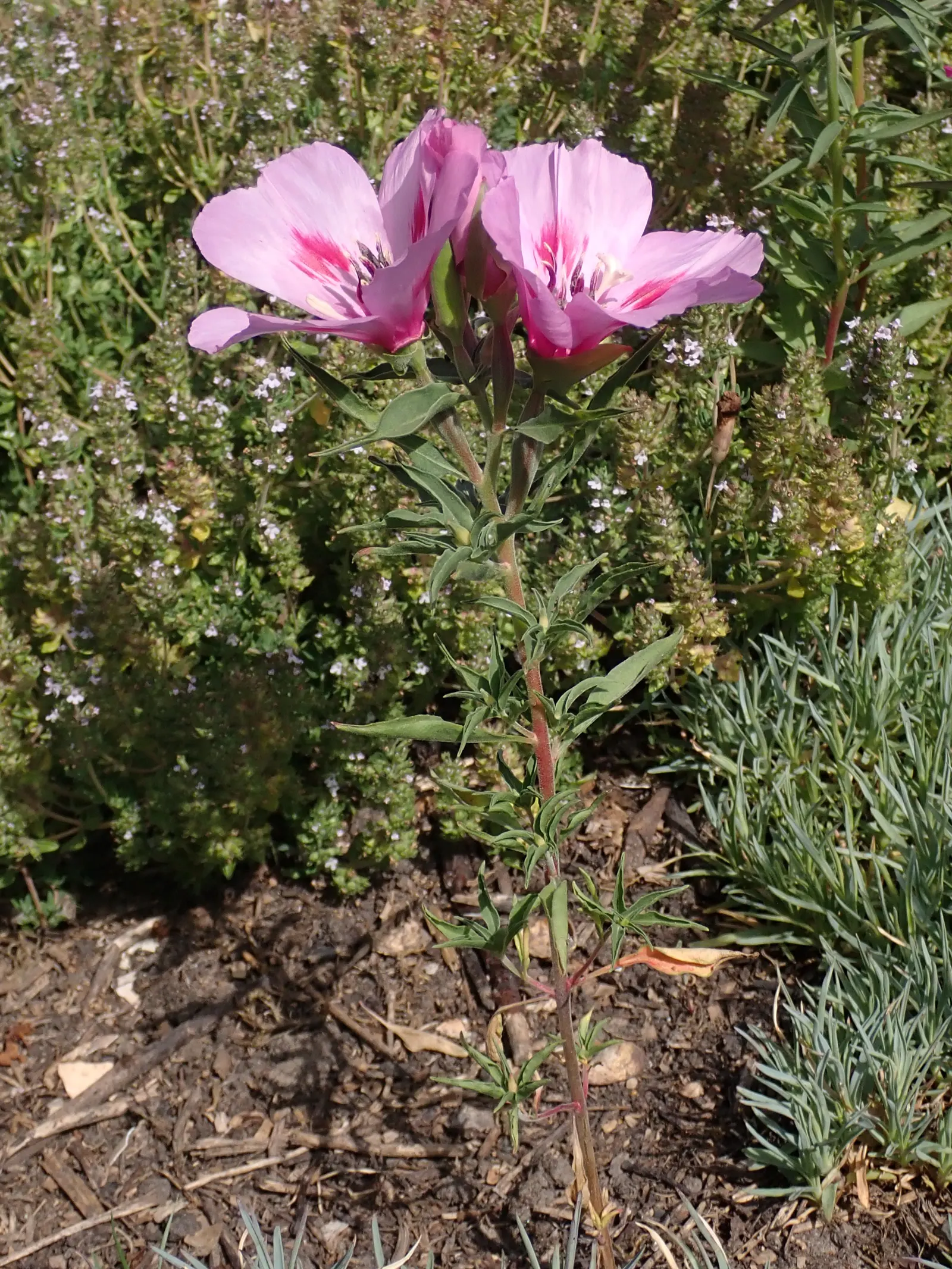 Farewell-To-Spring (Clarkia Amoena) — needing approximately 6 to 8 hours of sun exposure daily; annual / ground cover for full or half
