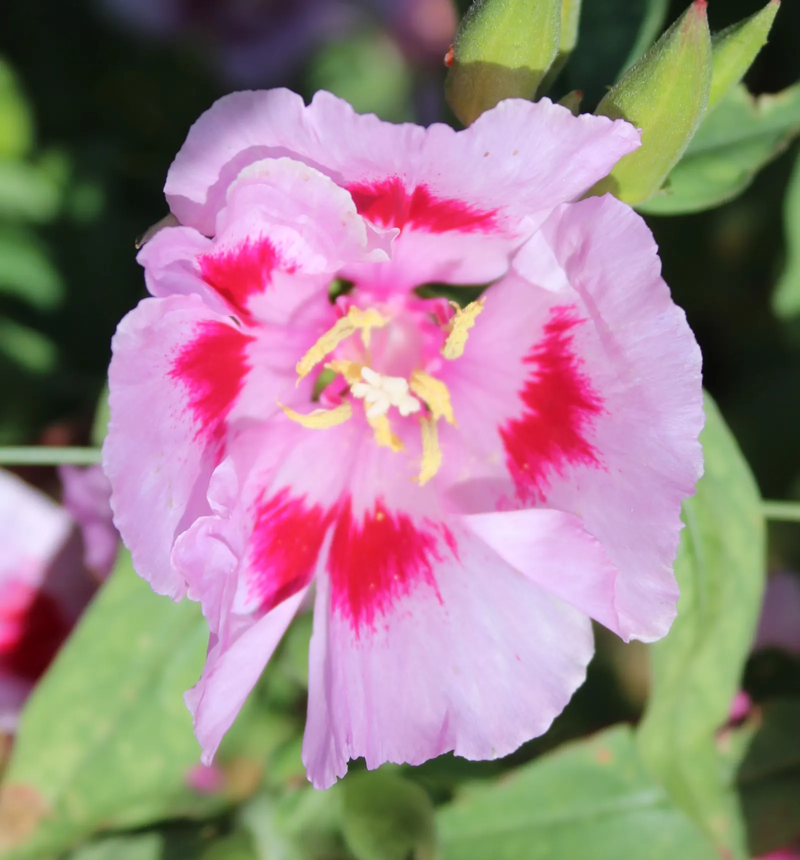 Farewell-To-Spring (Clarkia Amoena) — making it a suitable choice for low-water landscapes or drought-prone regions