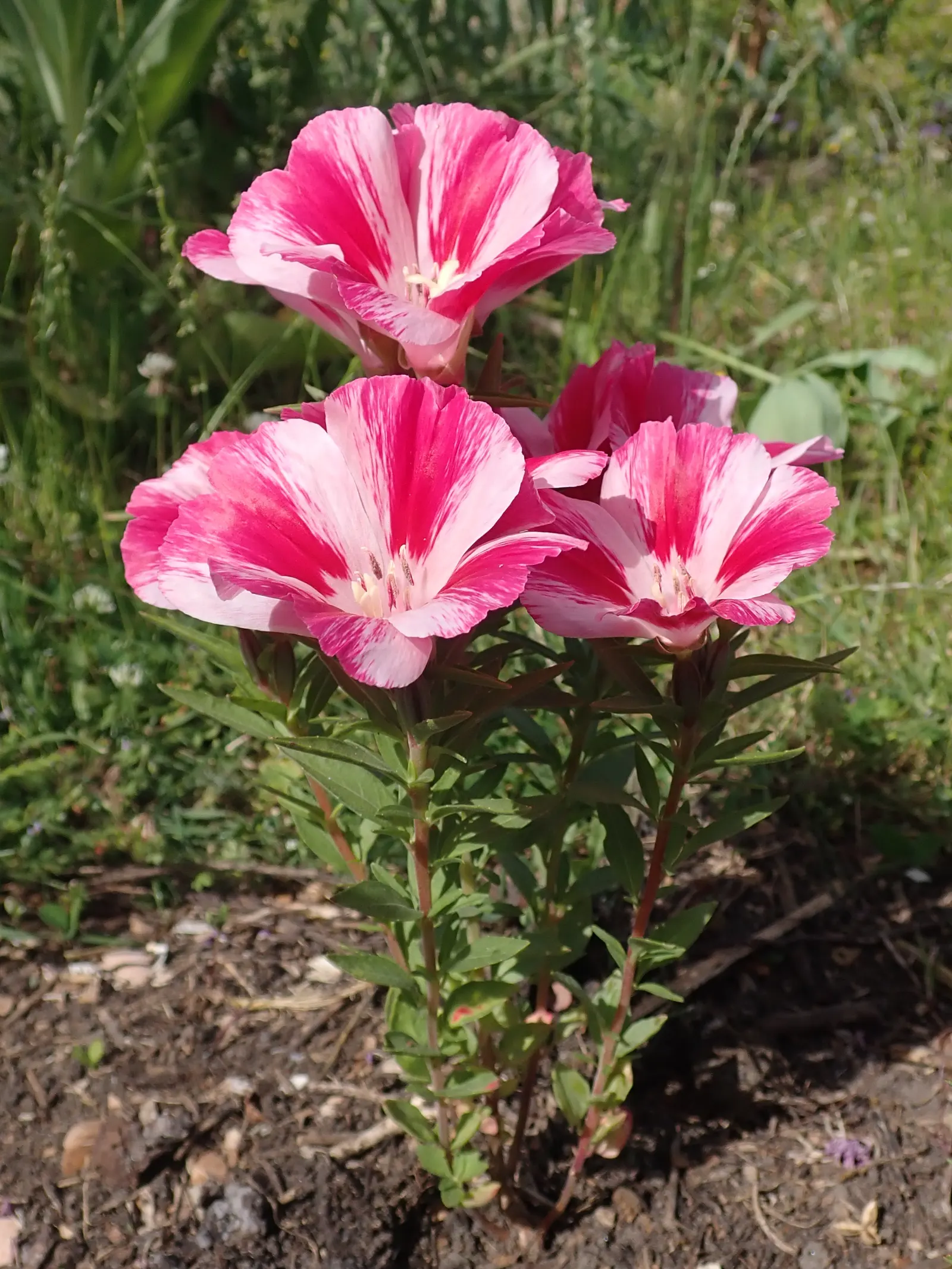 Farewell-To-Spring (Clarkia Amoena) — Prefers well-drained soils and moderate watering