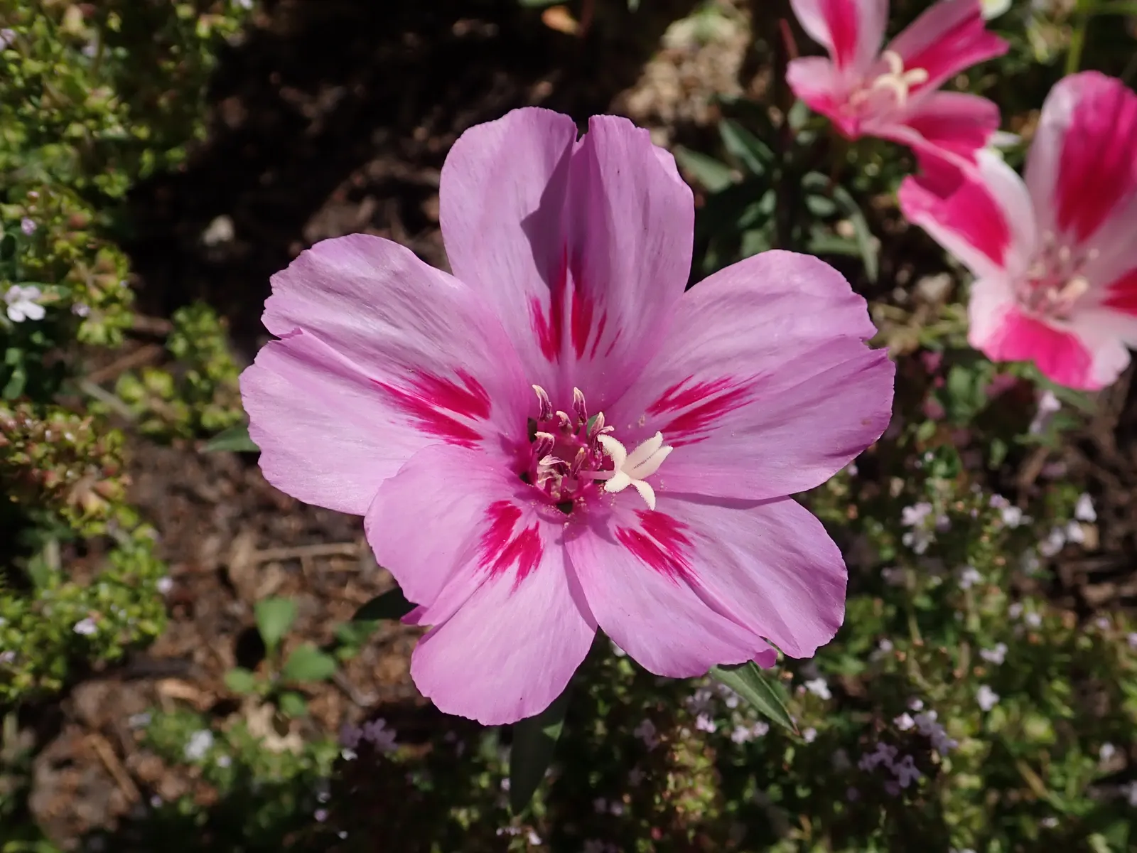 Farewell-To-Spring (Clarkia Amoena) — Clarkia amoena prefers well-drained soil and thrives in full to partial sunlight; making it a suitable choice for