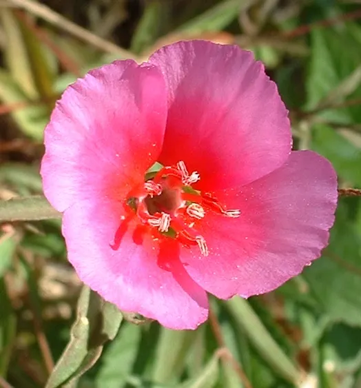 Farewell-To-Spring (Clarkia Amoena) — this plant also has the versatility to adapt to a variety of climates.<br><br>Ideal for cottage gardens