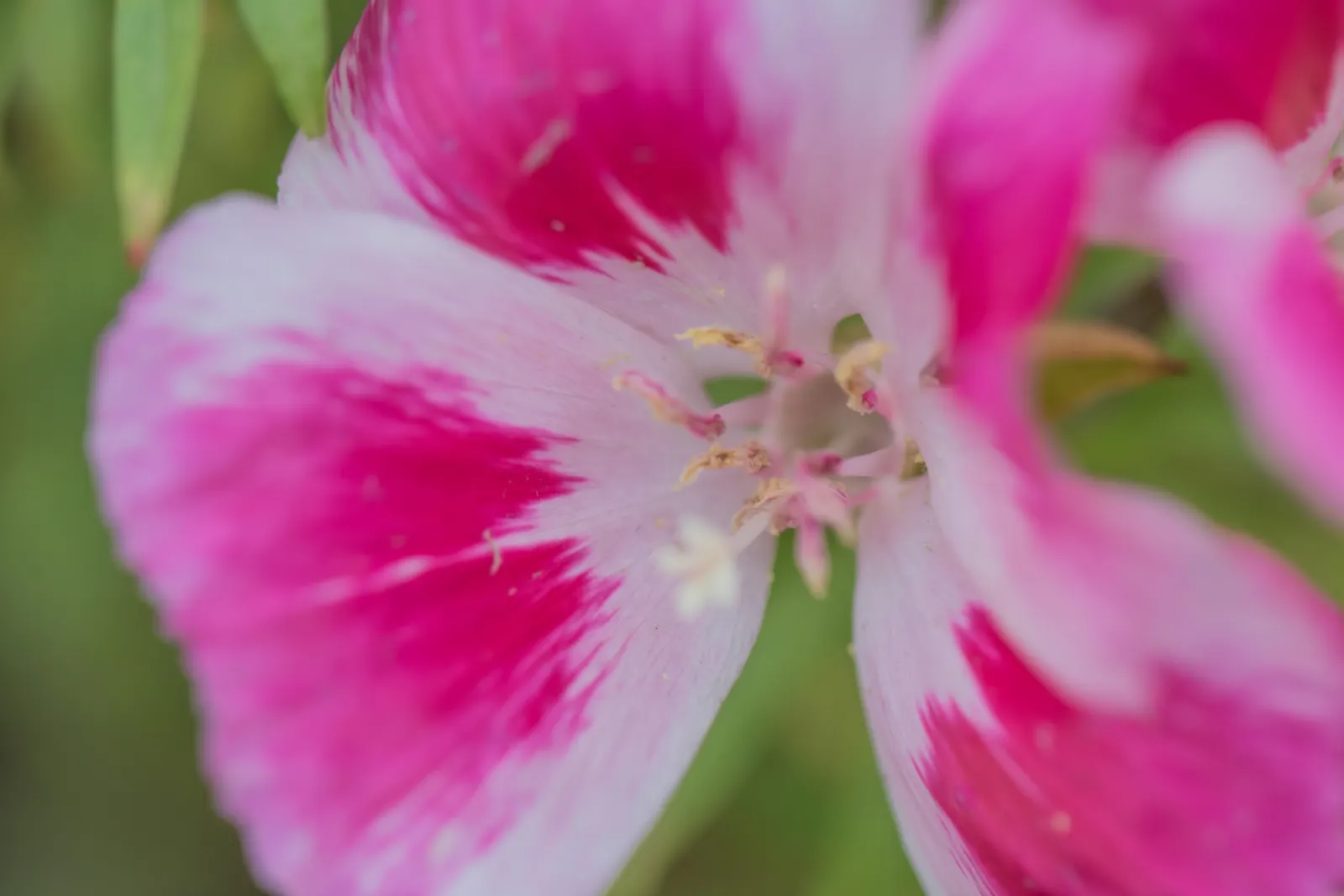 Farewell-To-Spring (Clarkia Amoena) — this delightful plant typically reaches heights of 1 to 3 feet and spreads about 1 foot wide