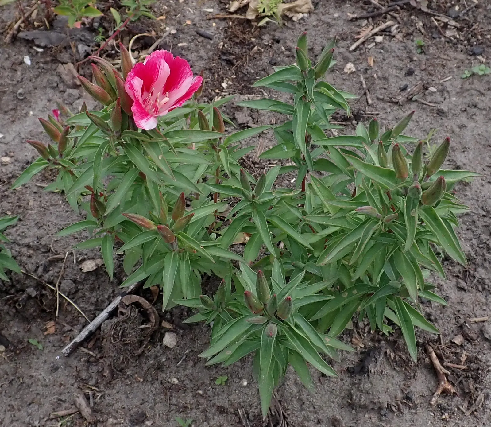 Farewell-To-Spring (Clarkia Amoena) — Farewell-To-Spring, or Clarkia amoena, is a captivating wildflower native to the western United States
