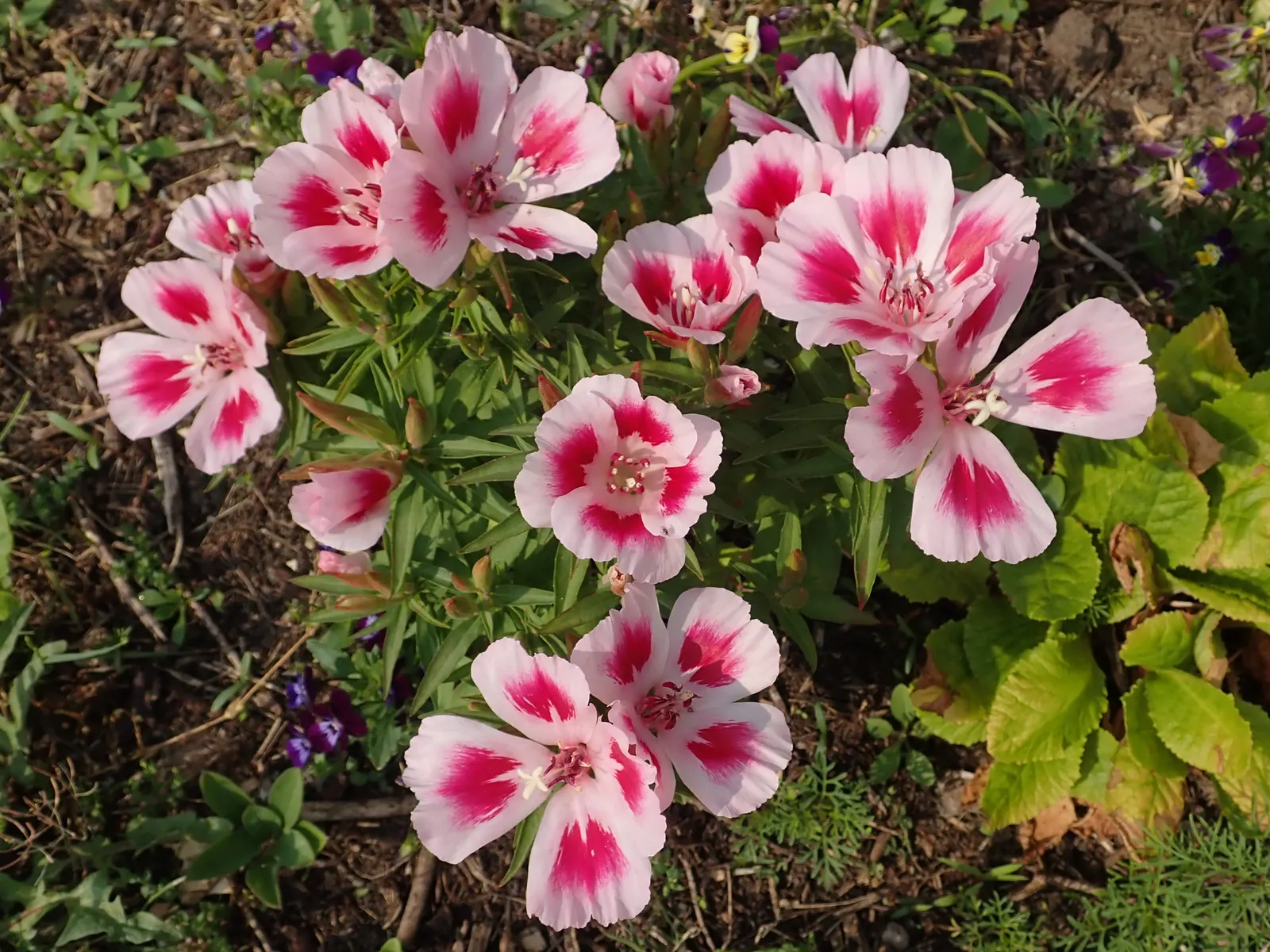 Farewell-To-Spring (Clarkia Amoena) — Native to the Pacific Northwest; this plant also has the versatility to adapt to a variety of climates.<br><br>Ideal for