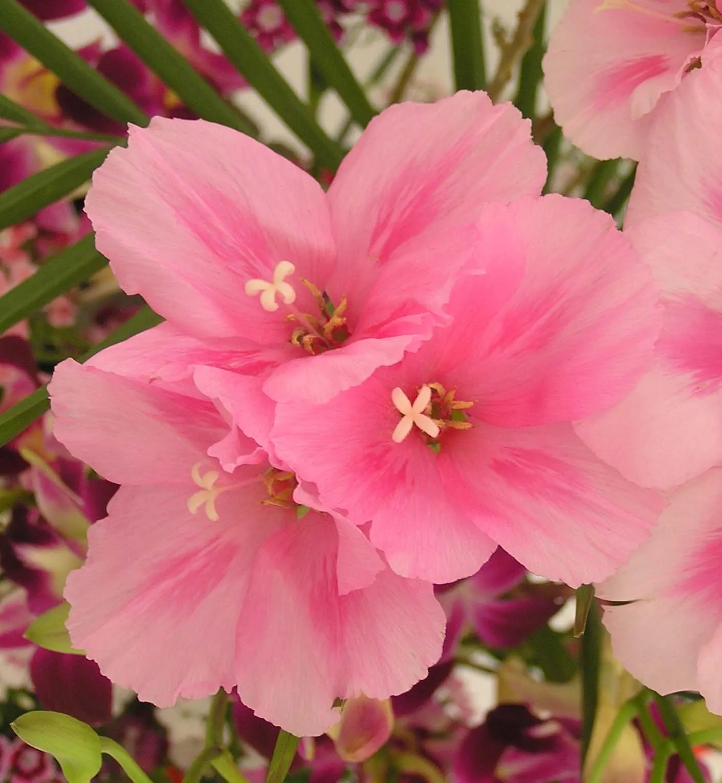 Farewell-To-Spring (Clarkia Amoena) — The blooms measure about 1 to 3 inches in diameter and are borne on erect
