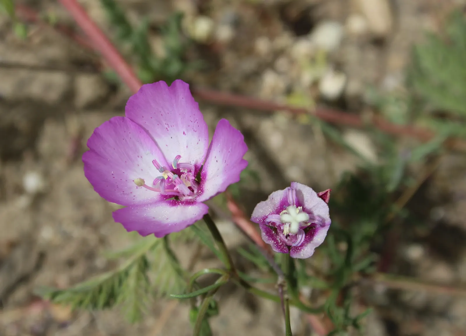 Farewell-To-Spring (Clarkia Amoena) — making it a suitable choice for low-water landscapes or drought-prone regions; it is tolerant of dry conditions once