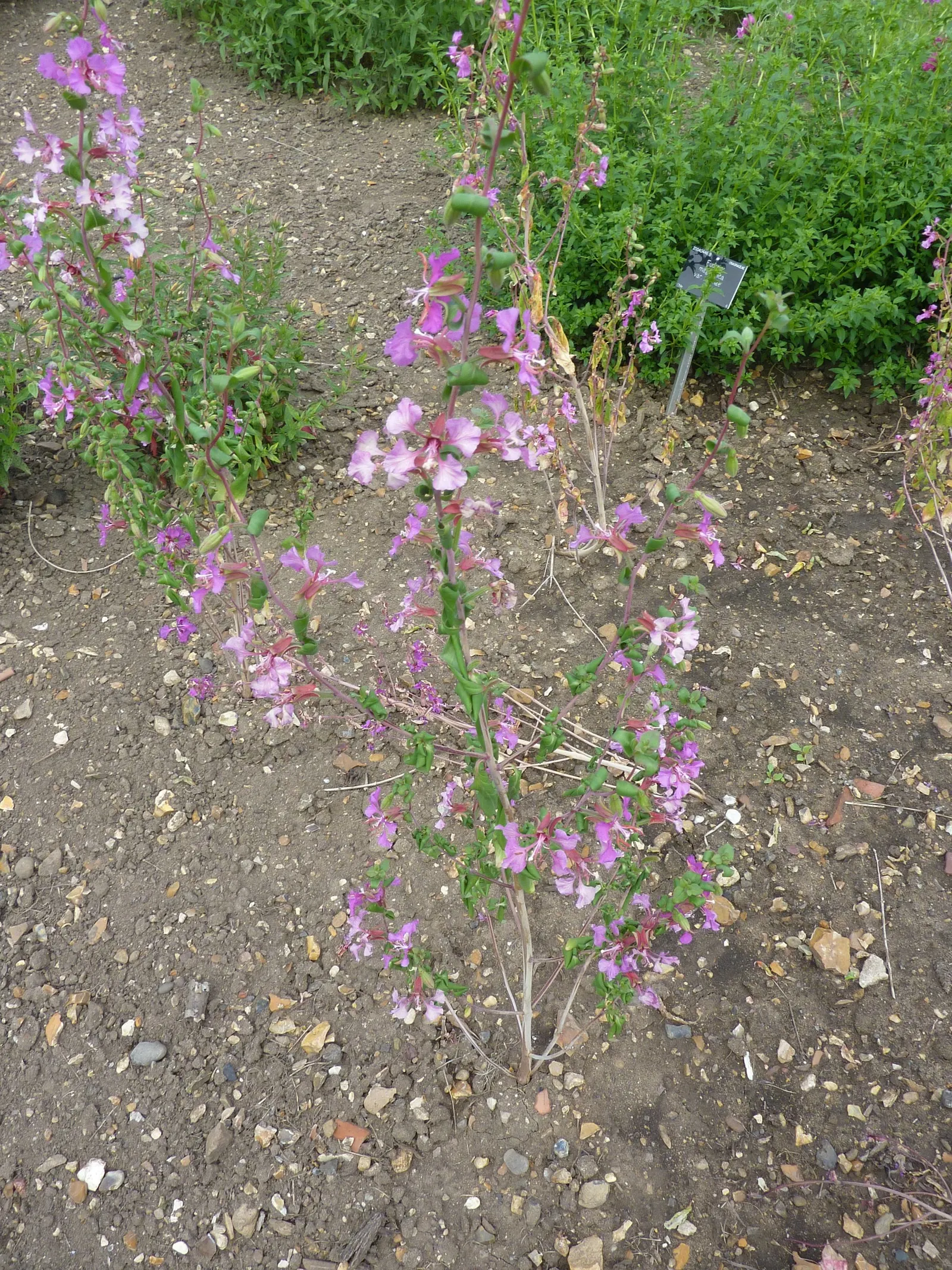 Farewell-To-Spring (Clarkia Amoena) — It is tolerant of dry conditions once established