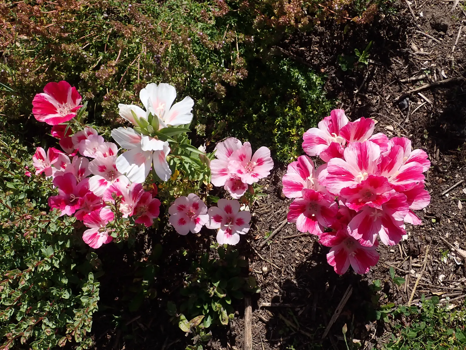 Farewell-To-Spring (Clarkia Amoena) — or as a vibrant edge for borders; needing approximately 6 to 8 hours of sun exposure daily, image 62