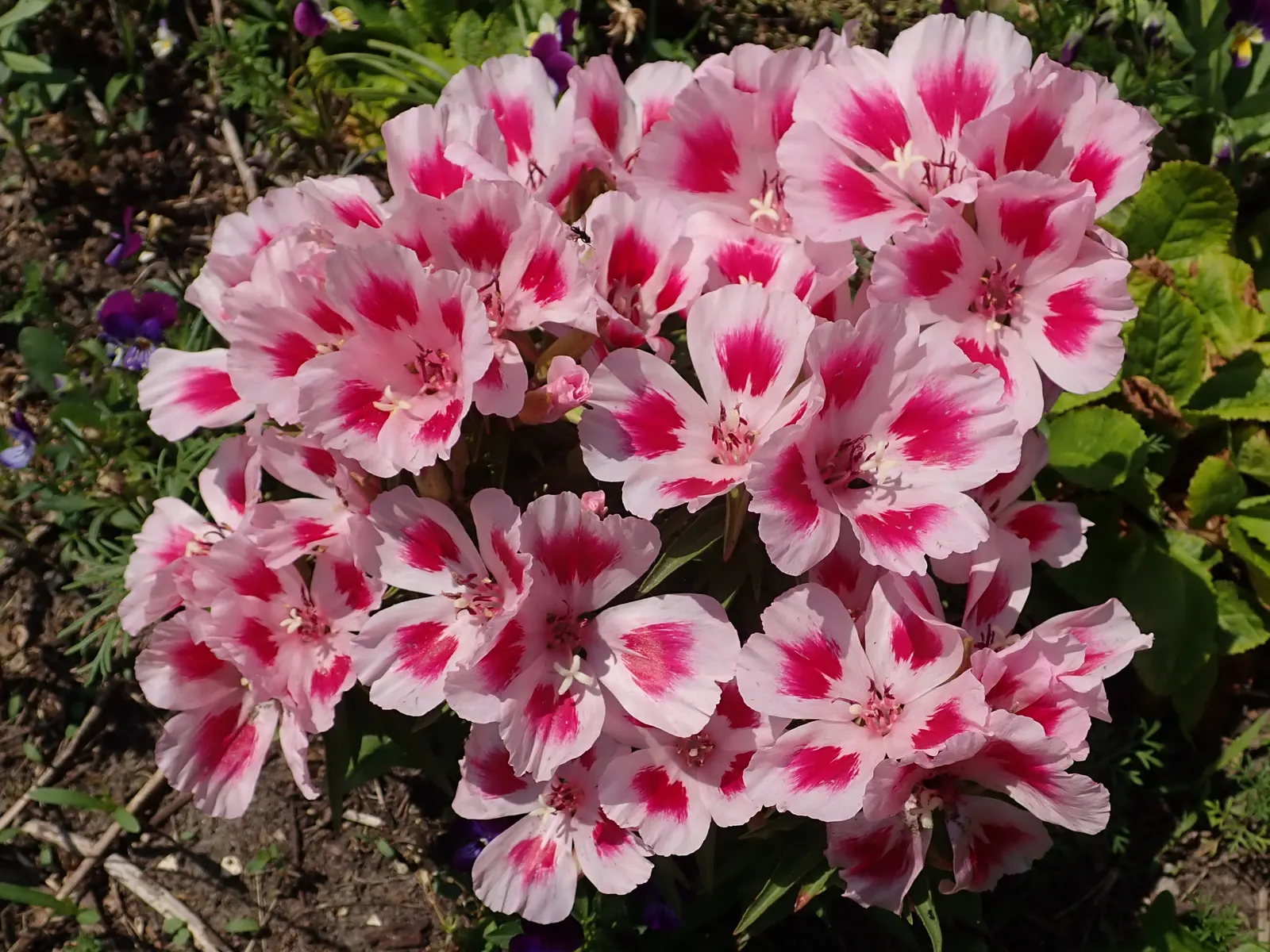 Farewell-To-Spring (Clarkia Amoena) — With a hardiness in USDA zones 3 through 9; annual / ground cover with pink blooms