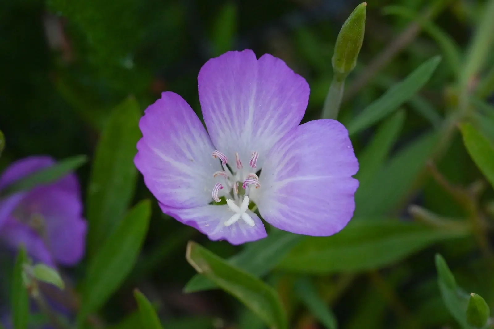 Farewell-To-Spring (Clarkia Amoena) — Native to the Pacific Northwest; this plant also has the versatility to adapt to a variety of, image 50