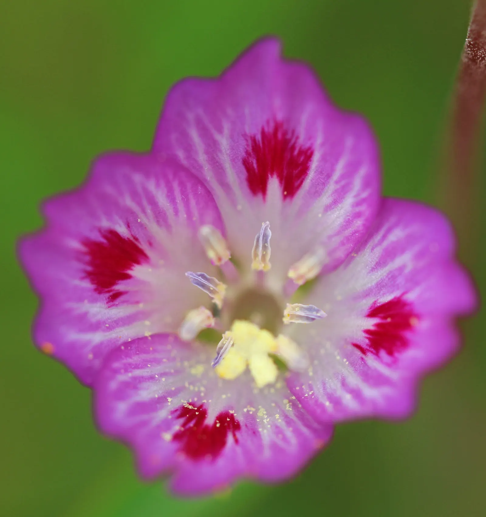 Farewell-To-Spring (Clarkia Amoena) — slender stems that gently sway in the breeze.<br><br>For optimal growth; each with a distinctive reddish-pink, image 55