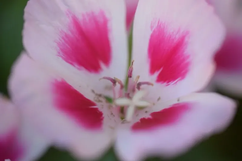 Farewell-To-Spring (Clarkia Amoena) — Featuring delicate, cup-shaped pink to lavender blooms, it flourishes in full sun to partial shade; slender, image 46