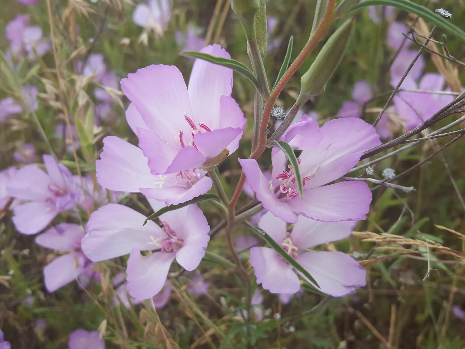 Farewell-To-Spring (Clarkia Amoena) — The blooms measure about 1 to 3 inches in diameter and are borne on erect; farewell-To-Spring, or Clarkia, image 54
