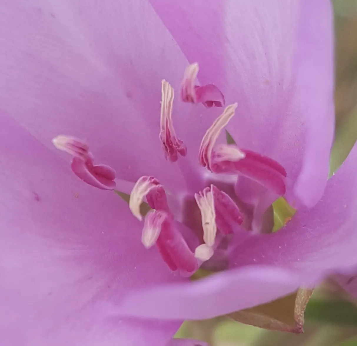 Farewell-To-Spring (Clarkia Amoena) — this delightful plant typically reaches heights of 1 to 3 feet and spreads about 1 foot wide; featuring, image 51