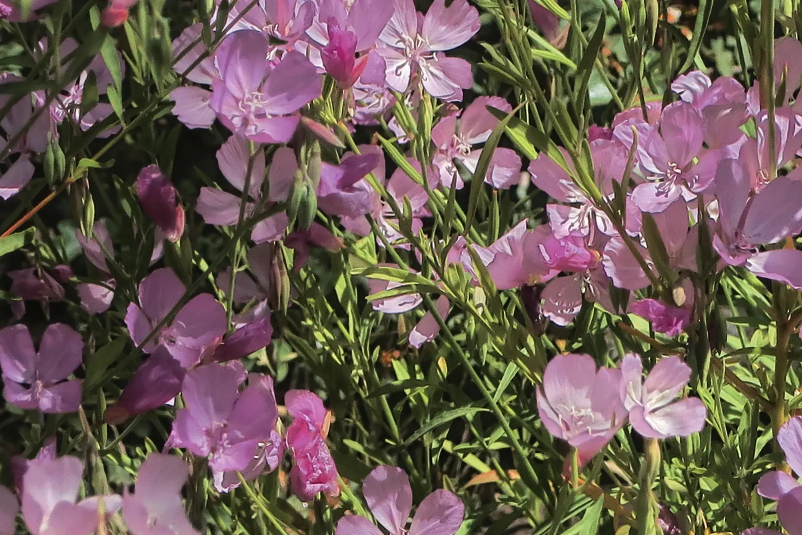 Farewell-To-Spring (Clarkia Amoena) — Its late spring to early summer flowers provide a vibrant display, ideal for borders or wildflower gardens, image 48