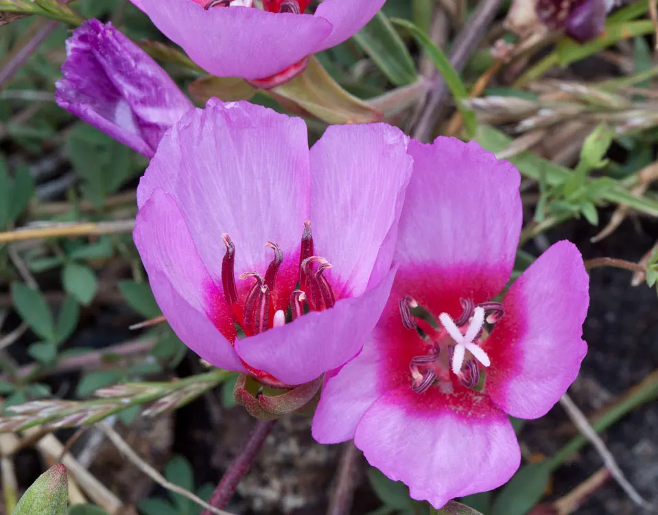 Farewell-To-Spring (Clarkia Amoena) — each with a distinctive reddish-pink blotch at the base; providing a stunning contrast against the pale green to