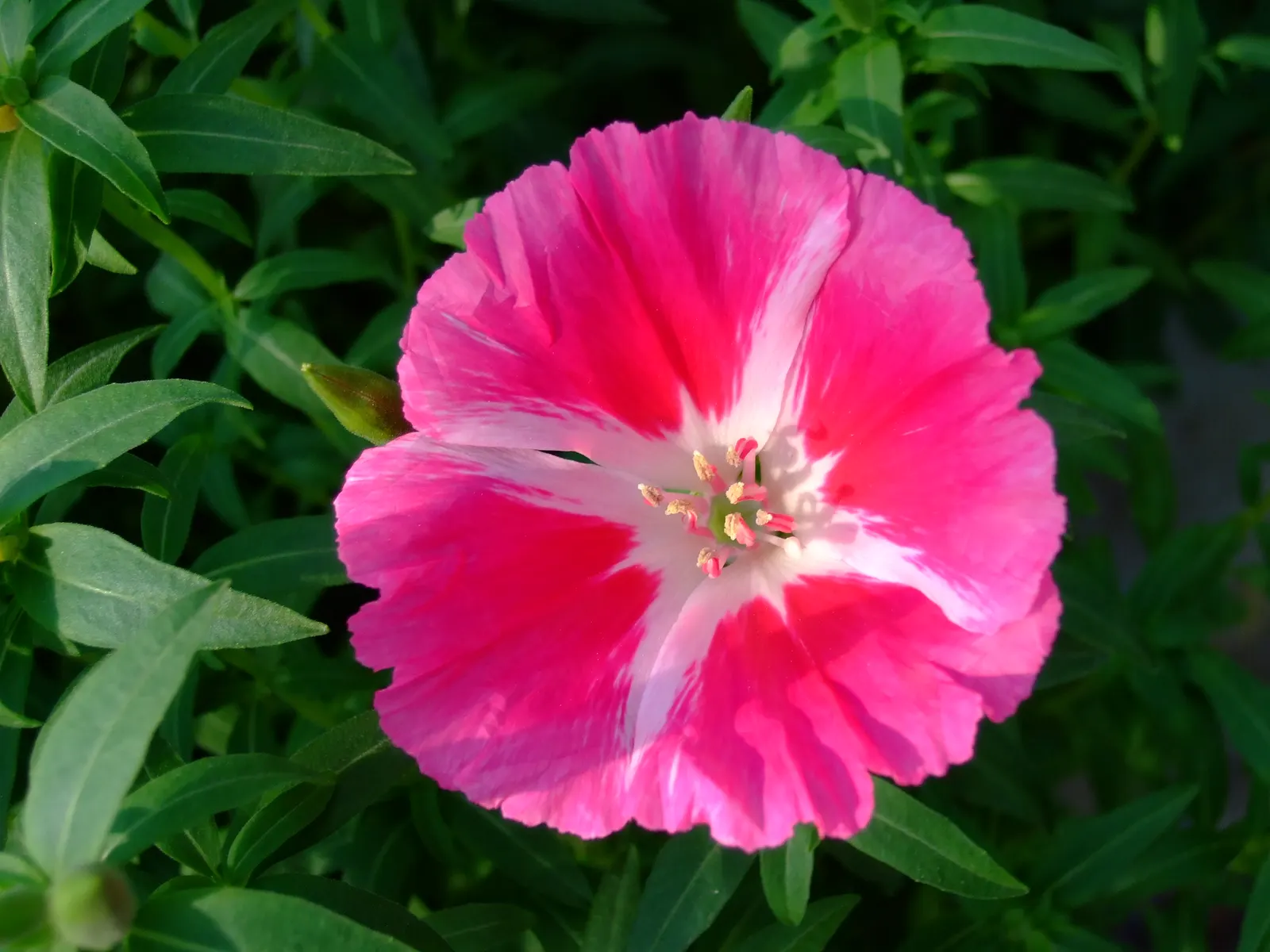 Farewell-To-Spring (Clarkia Amoena) — Featuring delicate, cup-shaped pink to lavender blooms, it flourishes in full sun to partial shade