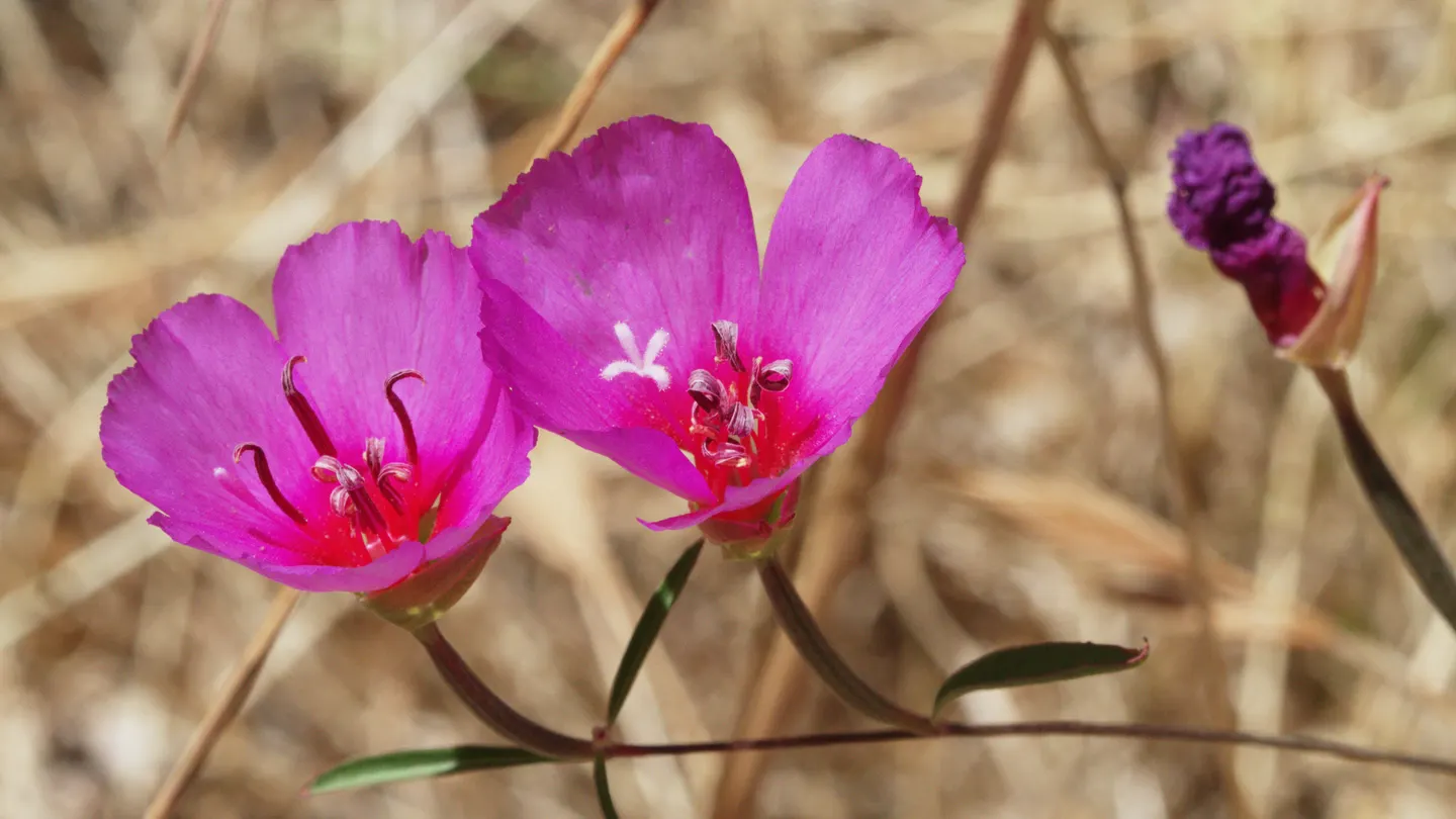 Farewell-To-Spring (Clarkia Amoena) — It is tolerant of dry conditions once established; this delightful plant typically reaches heights of 1 to 3, image 58