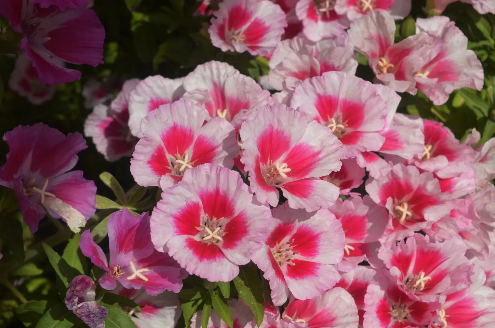 Farewell-To-Spring (Clarkia Amoena) — slender stems that gently sway in the breeze.<br><br>For optimal growth; each with a distinctive reddish-pink blotch at