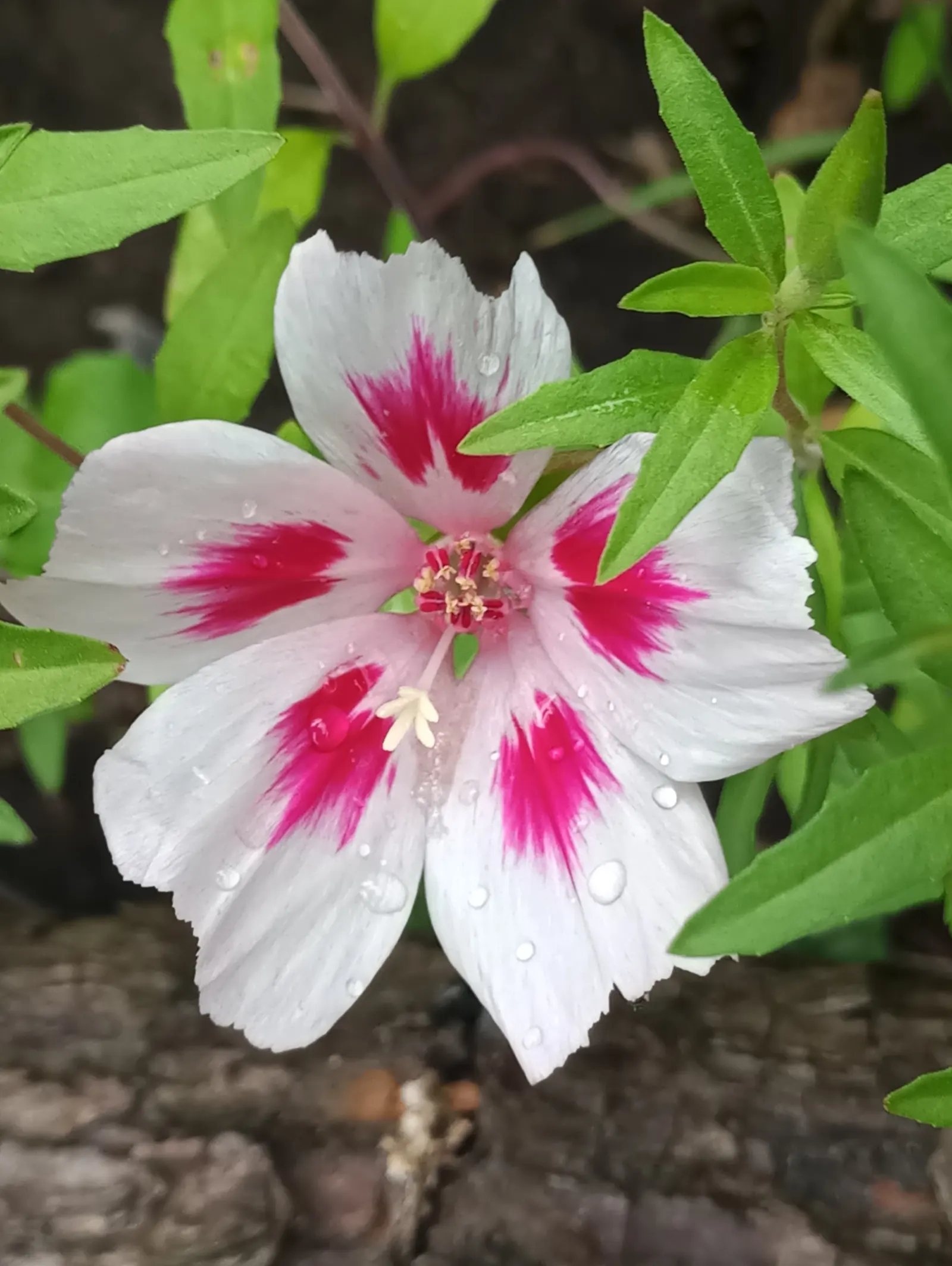 Farewell-To-Spring (Clarkia Amoena) — Native to the Pacific Northwest