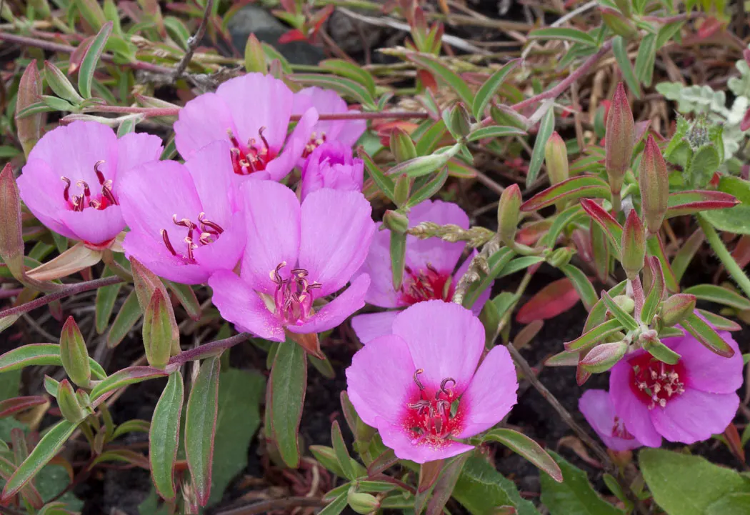 Farewell-To-Spring (Clarkia Amoena) — or as a vibrant edge for borders; needing approximately 6 to 8 hours of sun exposure daily