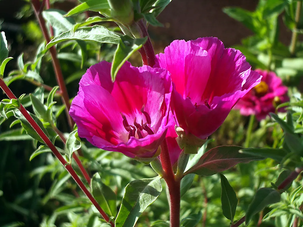 Farewell-To-Spring (Clarkia Amoena) — Its late spring to early summer flowers provide a vibrant display, ideal for borders or wildflower gardens; this annual