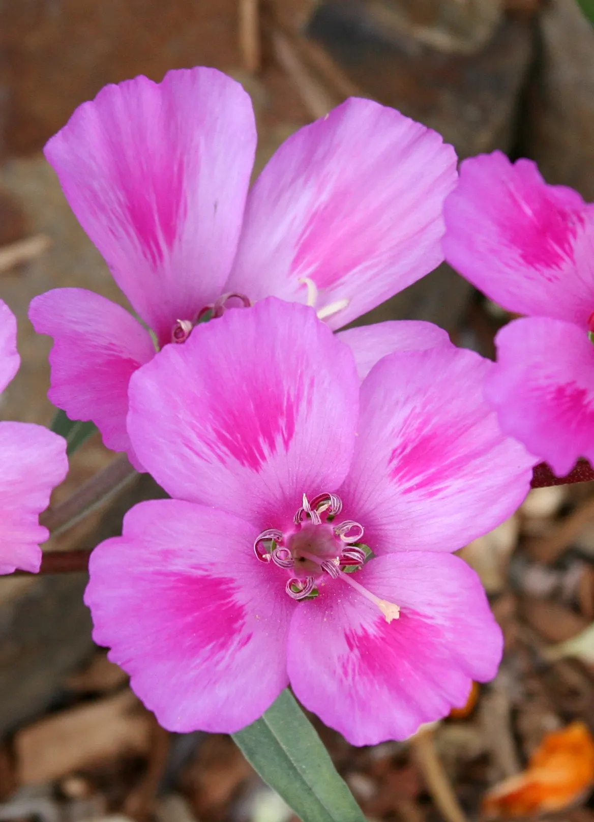 Farewell-To-Spring (Clarkia Amoena) — Farewell-To-Spring, or Clarkia amoena, is a captivating wildflower native to the western United States; its, image 45