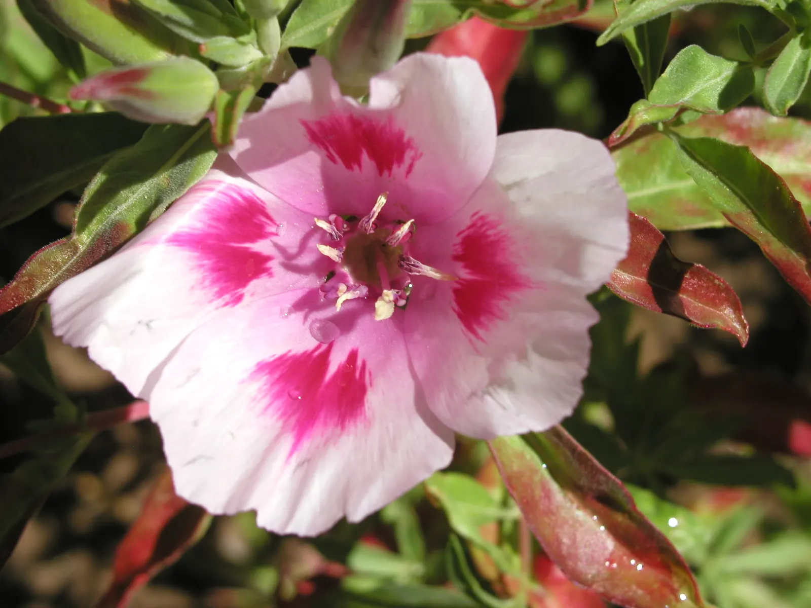 Farewell-To-Spring (Clarkia Amoena) — pink flowers in the garden; prefers well-drained soils and moderate watering